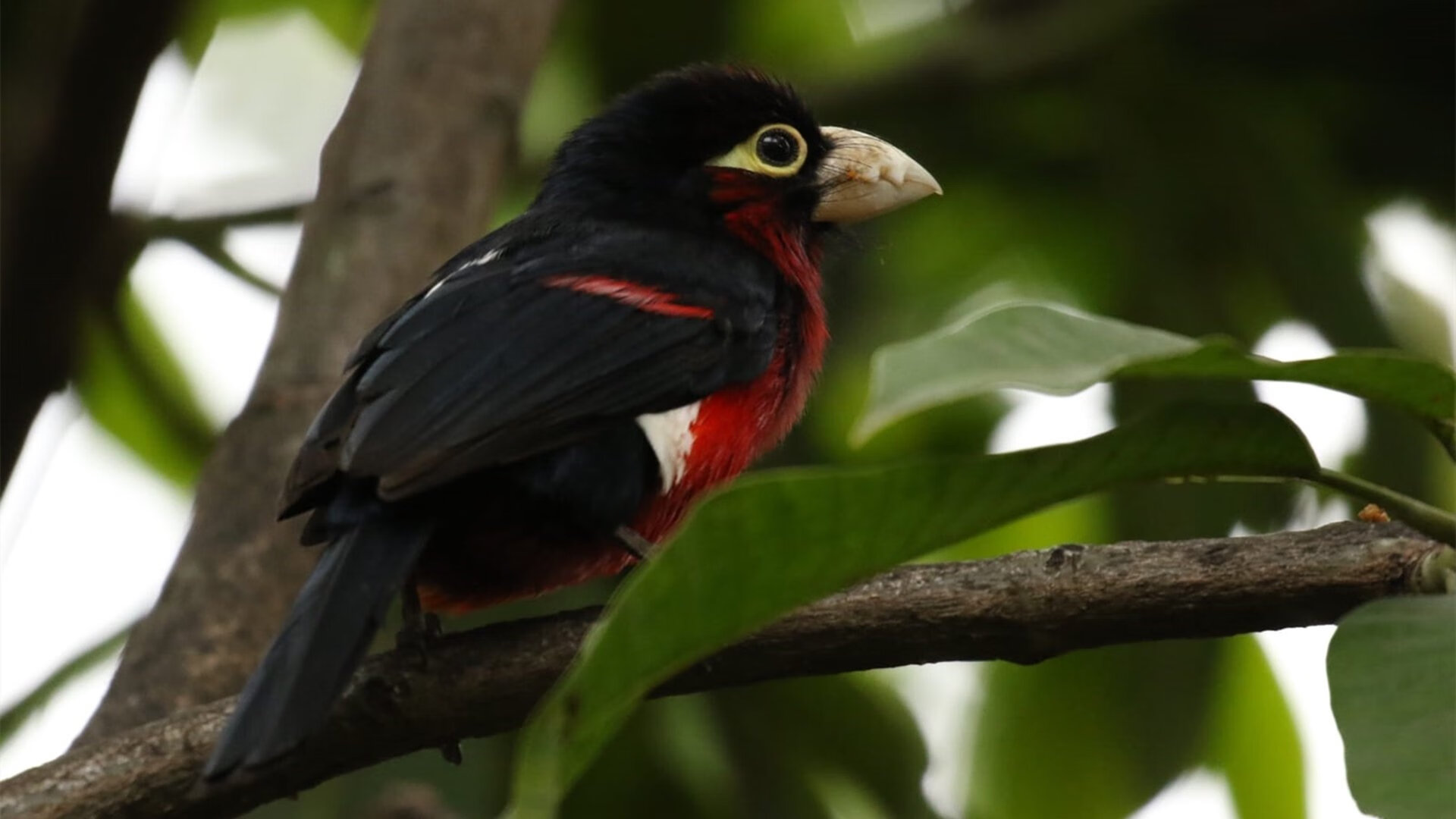 爱游戏中国官方登录入口网站-热火球队防守体系调整奏效明显，热火球队阵容