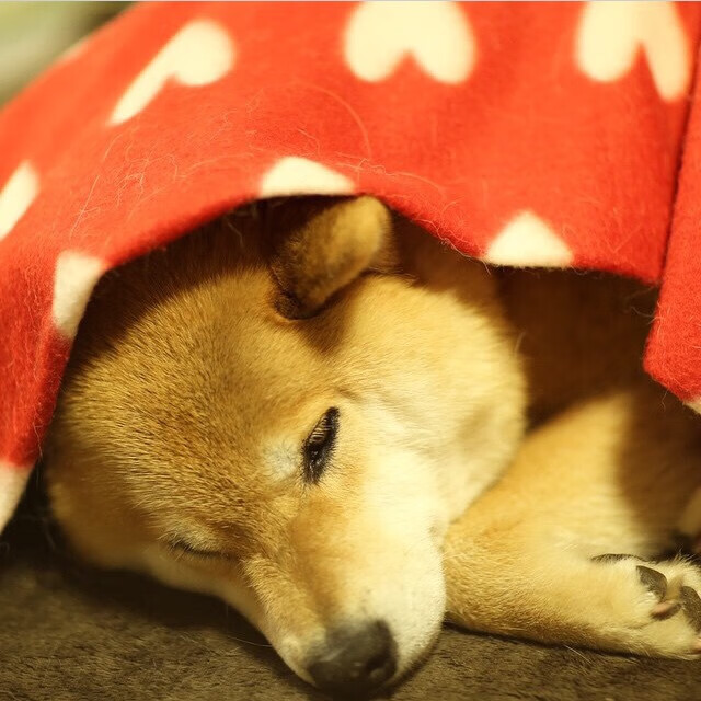 热那亚队在意大利联赛中完成惊人逆转，热那亚在意大利的什么位置