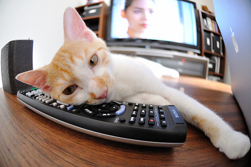 AYX体育-福建鲟龙攻守平衡提升球队竞争力，鲟龙鱼是什么鱼啊_