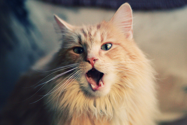 爱游戏中国官方登录入口网站-首位队医！俱乐部新任队医上任，球员健康保障更完善，球队队医职责