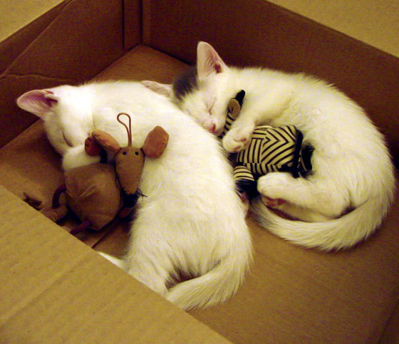 中国篮球教练员心理辅导能力提升及培训机制建设，篮球教练员素养