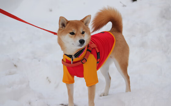 篮球运动员比赛心理韧性培养策略，篮球运动员的心理训练