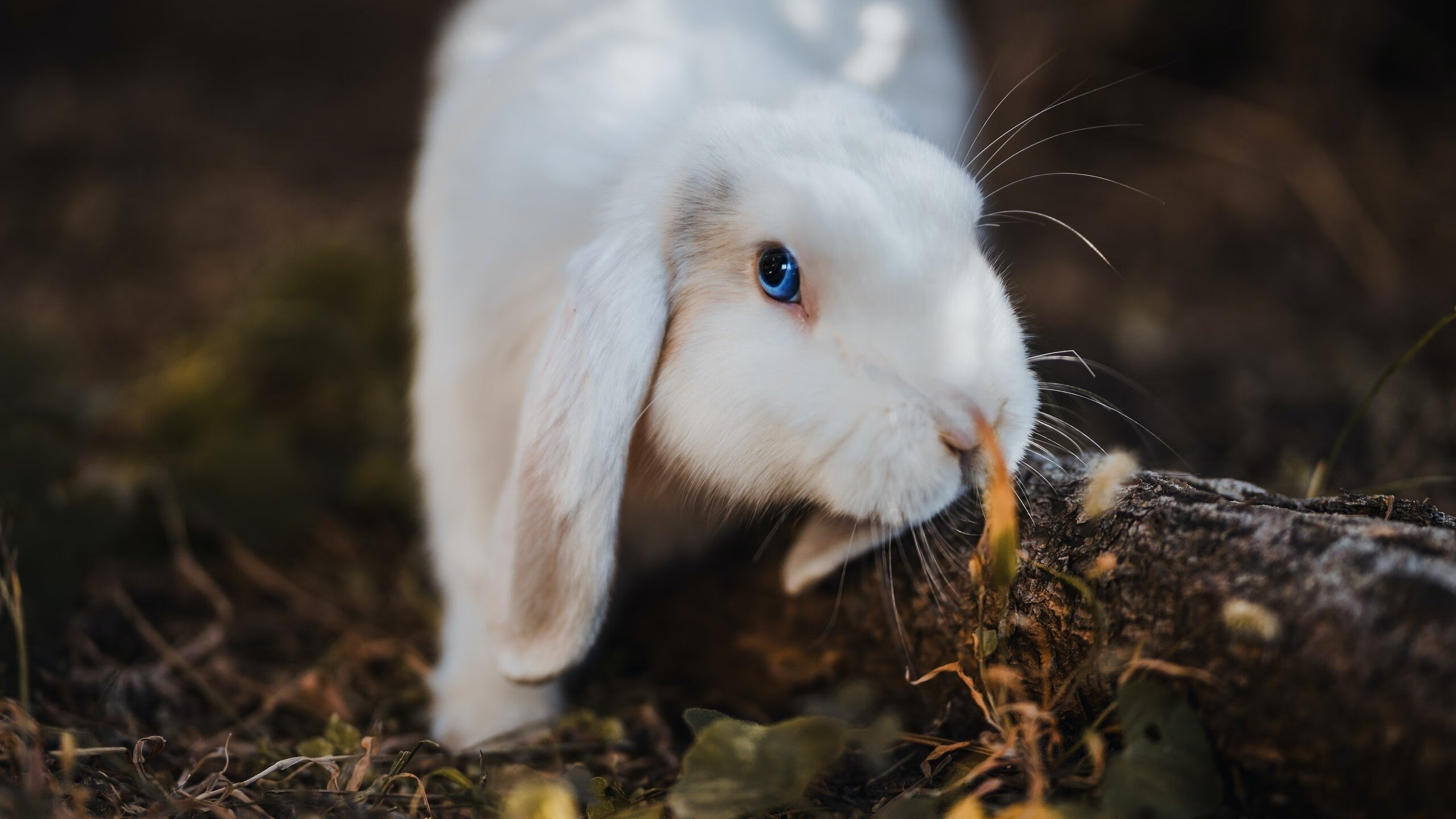 CBA球队集体南下拉练 适应高温训练挑战，cba下面的联赛