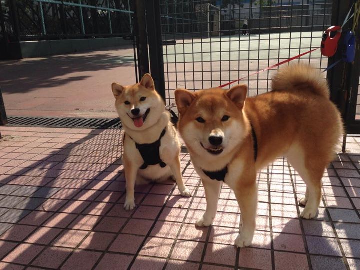 “香港亲子跑步:牛仔3K亲子跑点燃运动与爱”