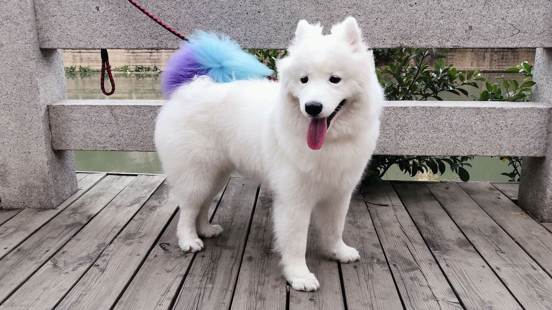 AYX SPORTS-深圳领航队主帅针对性布置赛前准备，深圳领航者队标