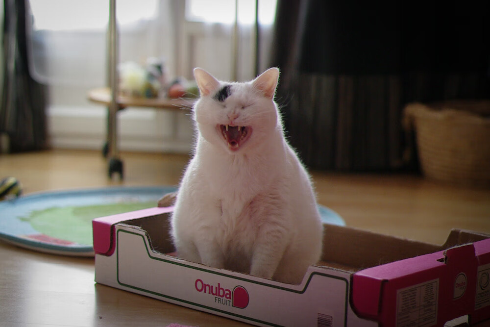 爱游戏app下载-皇家贝蒂斯突破配合形成高效进攻链，皇家贝蒂斯转入球员