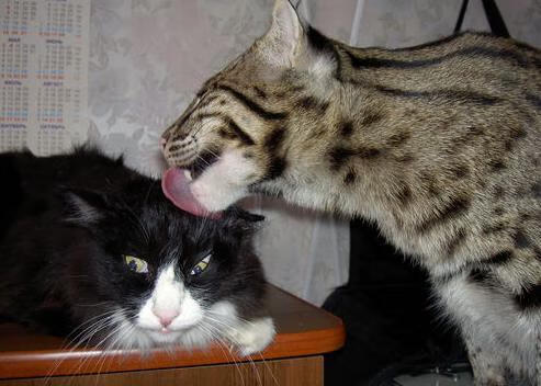 青训体系人才数据库建设滞后,青训系统