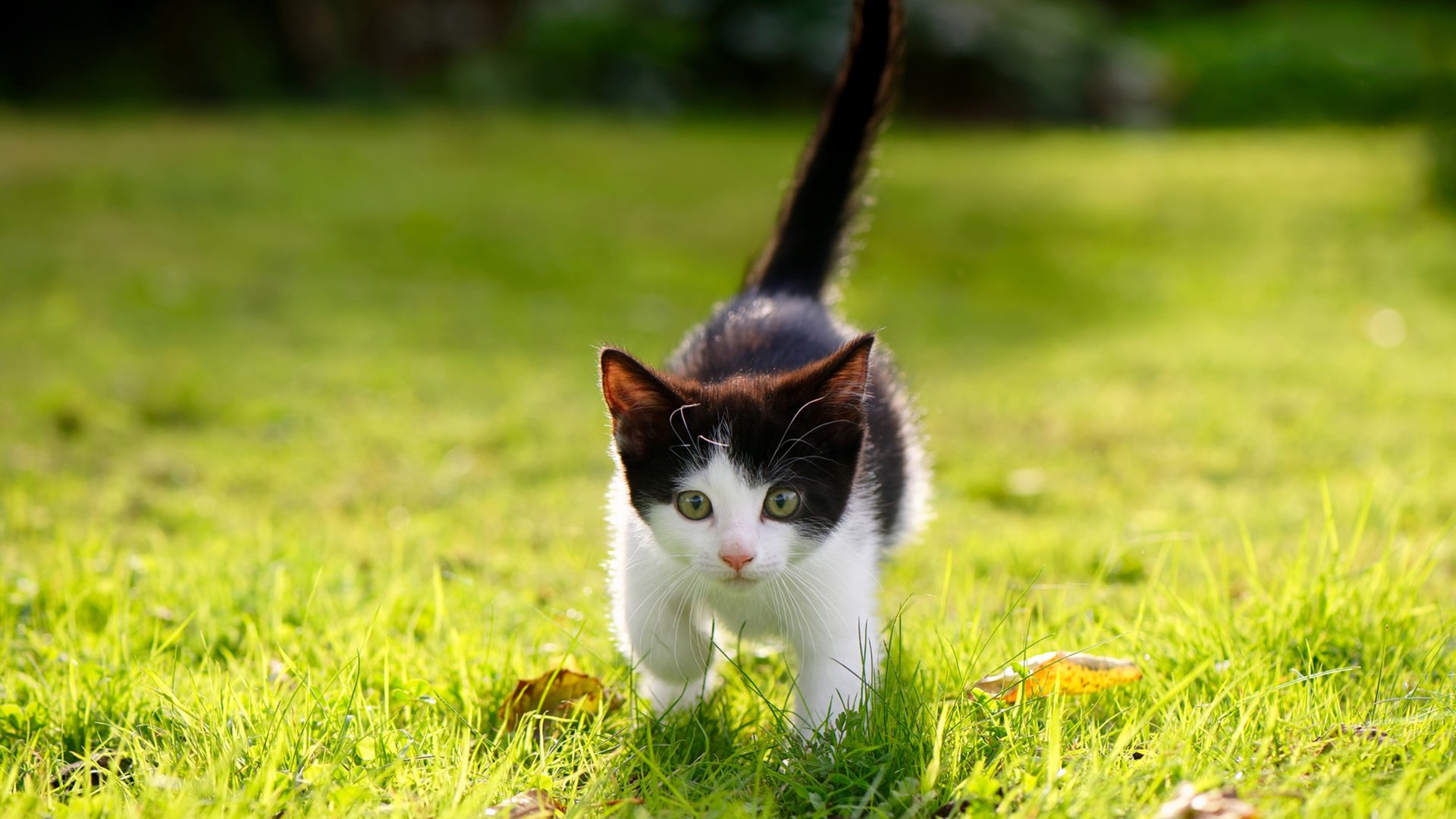 南非羚羊队:出色的回传技术助力反击,每次进攻都显得迅猛,南非剑羚羊