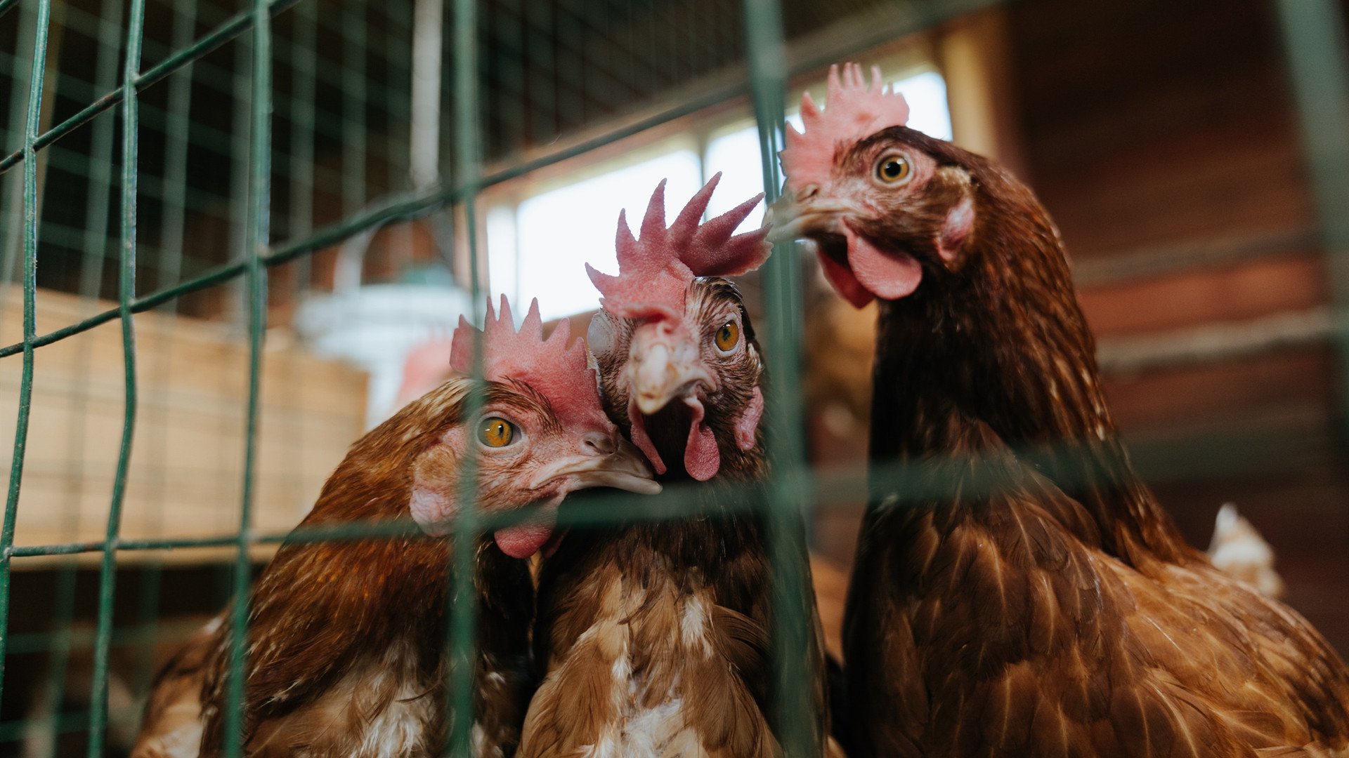 唐纳德·高尔凭借出色突破能力,成为袋鼠队关键人物,唐纳德古尔德