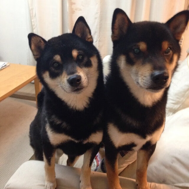 国际羽毛球锦标赛赛程公布，国际羽毛球锦标赛比分