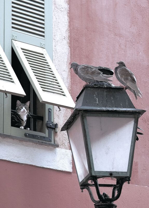 塔图姆抢断致胜凯尔特人西部格局大变,塔图姆与凯尔特人合同