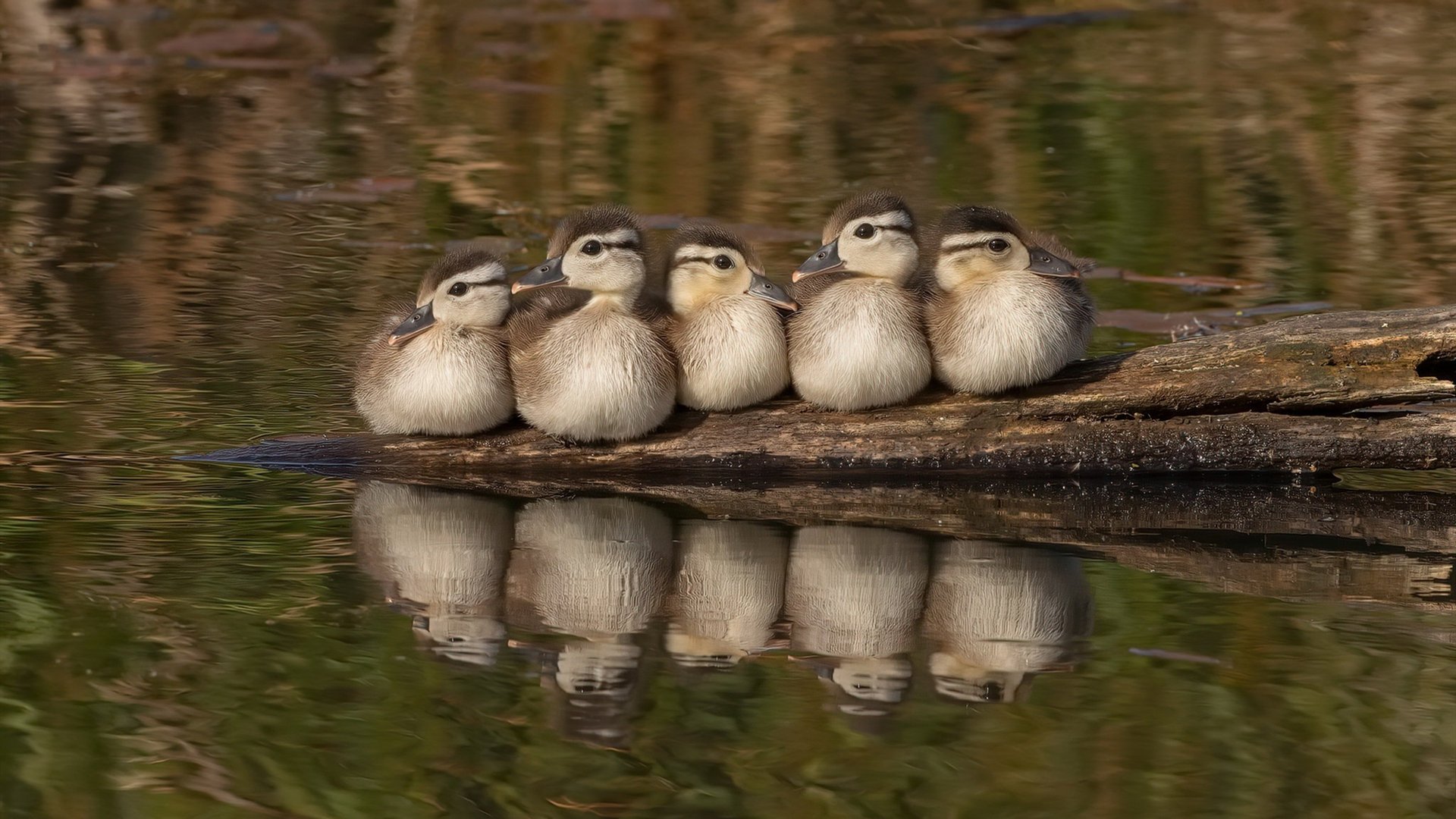 张雨霏突破蝶泳极限速度,张雨霏4x200米蝶泳