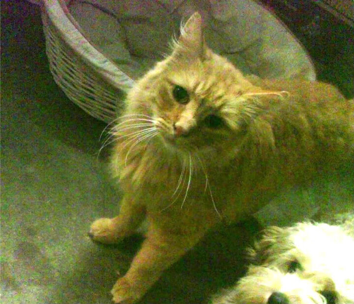 爱游戏-意甲震撼对决：技巧、速度、激情的完美结合！，意甲经典比赛如c77 tv