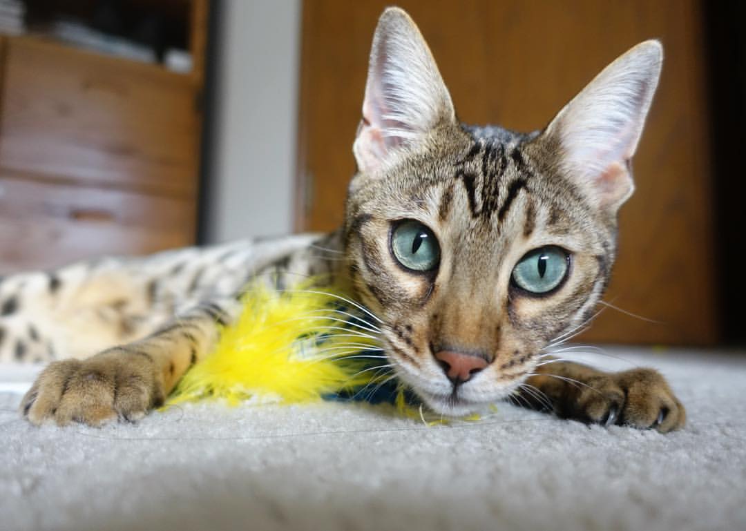 林丹校园演讲强调坚持与热爱，林丹体育精神