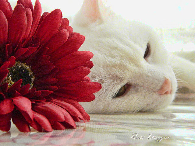 英超惊心动魄：逆转攻势令人心跳加速，英超逆袭夺冠