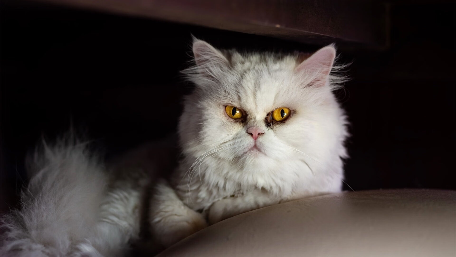 蛙泳冲刺吉尔吉斯斯坦稳中求胜，吉尔吉斯斯坦游泳运动员