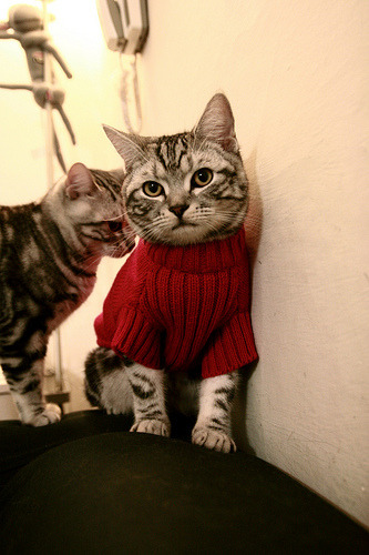 麦金托什耐力与速度兼备称霸赛道，麦金托什还是马金托什